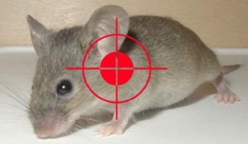 Dịch vụ diệt chuột tại nhà